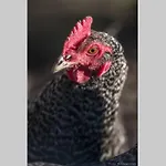 Gruppenunterkunft Mit Billardtisch Und Lamatrekking Farm stay *