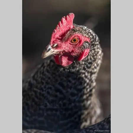 Gruppenunterkunft Mit Billardtisch Und Lamatrekking Alloggio per agriturismo *