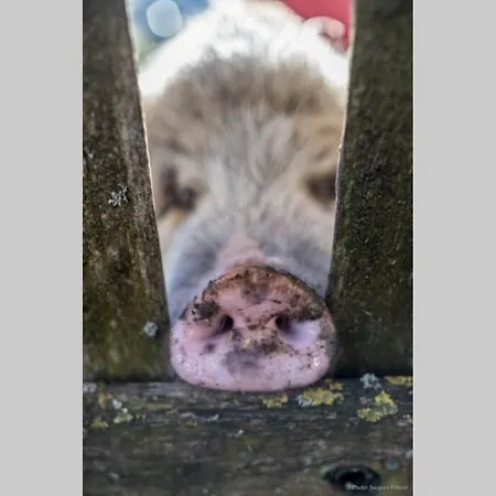 Gruppenunterkunft Mit Billardtisch Und Lamatrekking * Meikirch