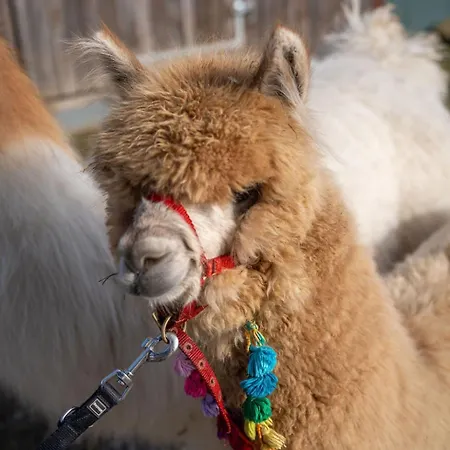 Gruppenunterkunft Mit Billardtisch Und Lamatrekking Meikirch