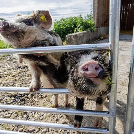 Gruppenunterkunft Mit Billardtisch Und Lamatrekking *