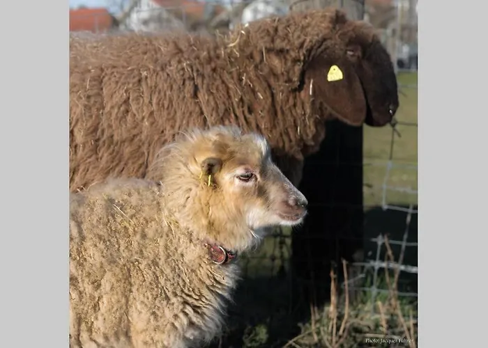 Farma Gruppenunterkunft Mit Billardtisch Und Lamatrekking Meikirch