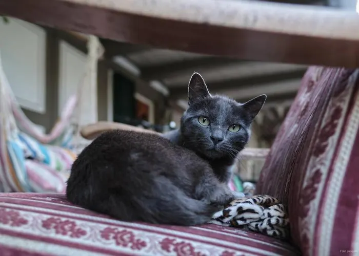 Gruppenunterkunft Mit Billardtisch Und Lamatrekking Meikirch