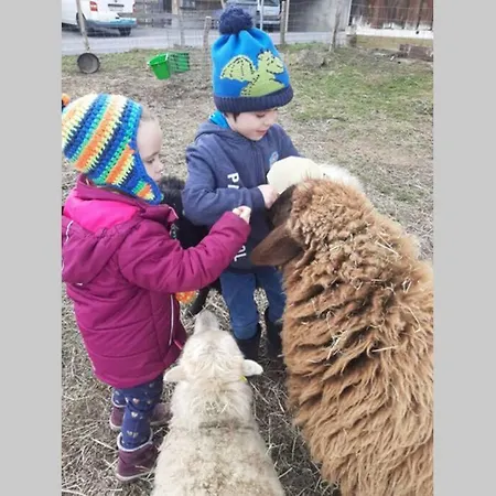 Çiftlik konaklama Gruppenunterkunft Mit Billardtisch Und Lamatrekking Meikirch