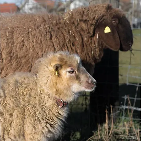 Çiftlik konaklama Gruppenunterkunft Mit Billardtisch Und Lamatrekking Meikirch