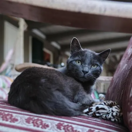 Gruppenunterkunft Mit Billardtisch Und Lamatrekking Meikirch