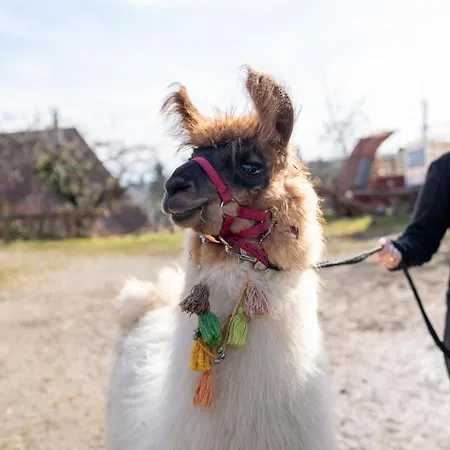 Gruppenunterkunft Mit Billardtisch Und Lamatrekking *